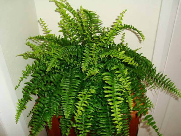 The Boston Fern looks fantastic as a stand alone plant