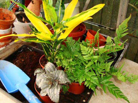 Suitable bottle garden house plants, Croton and a Pteris Fern