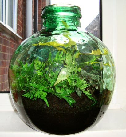 The finished result of the plant terrarium