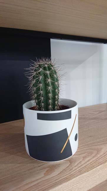Cactus plants can fit any design within a home including a modern one, just put it in a modern looking flowerpot