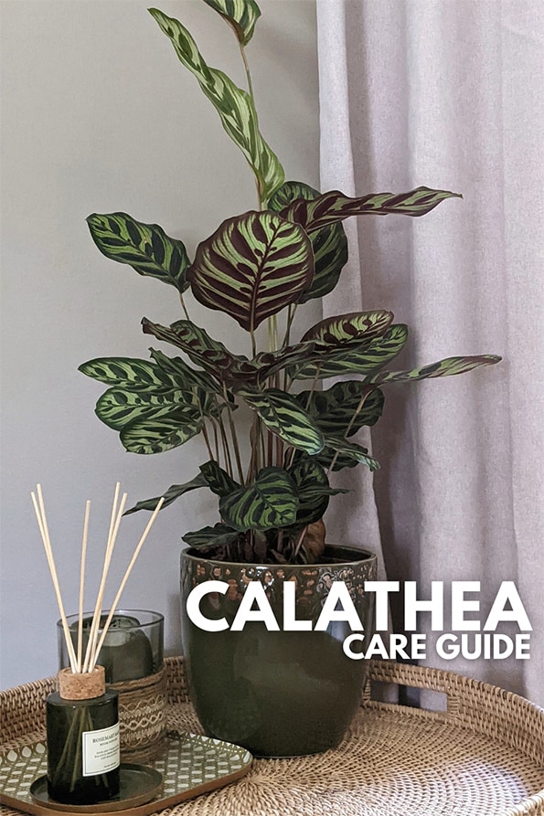 Calathea houseplant in a dark green pot next to a curtain on a wooden tray
