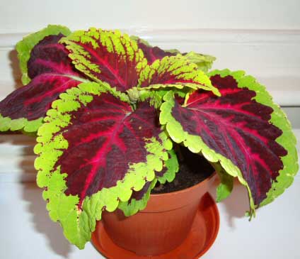 Coleus can be grown successfully as a house plant