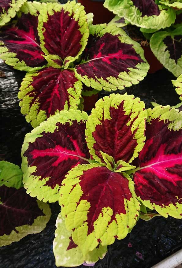 Can Coleus be grown as a houseplant? Well the ones in this photo sure are doing well