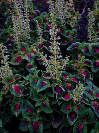 The Coleus flowers look like those found on the stinging nettle