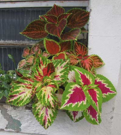 Three very different looking Coleus blumei hybrids growing near a window