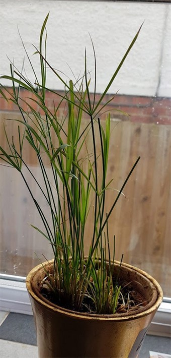 Slow growth on this Umbrella Grass Plant