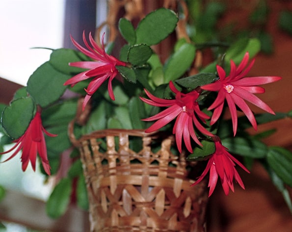 Red flowers on a Easter Cactus Houseplant
