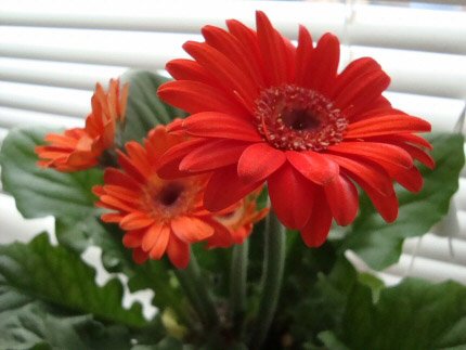 This Gerbera has been well fed and has three orange flowers in bloom at the same time