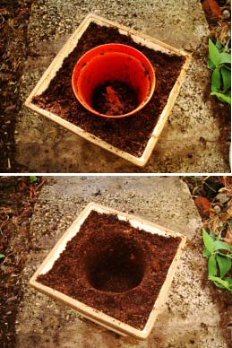 Potting up a plant into fresh brown soil