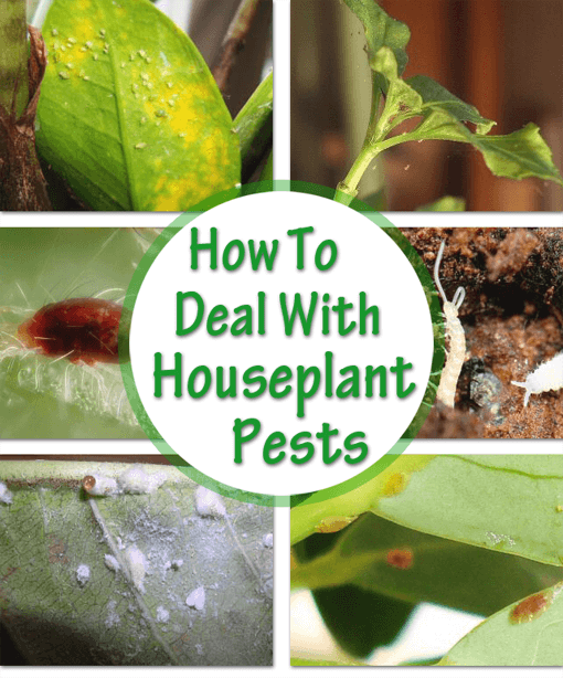 This is how to deal with common indoor plant pests, insects and bugs