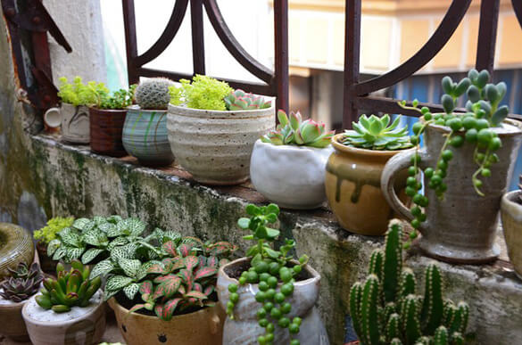 Houseplant can be grown in all kinds of containers and pots but most will need repotting at some point