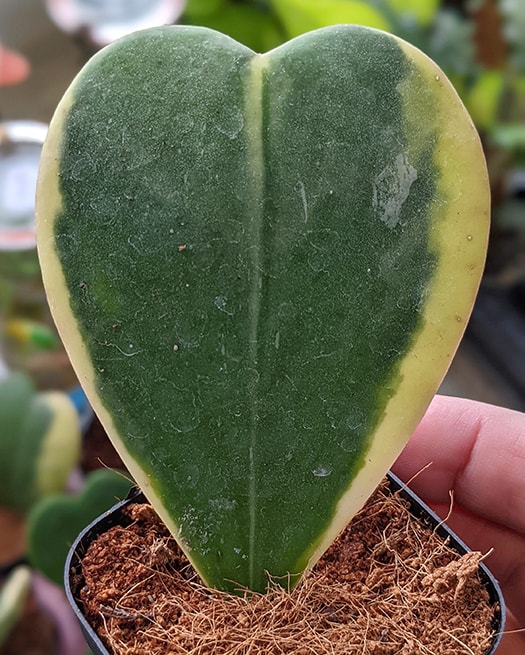Variegated Hoya kerrii leaf