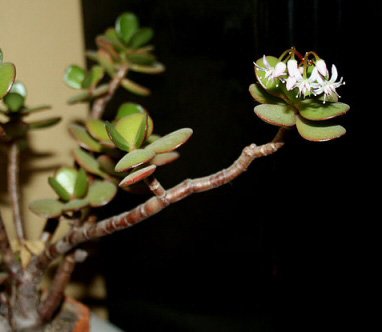 Photo of a Jade Plant in flower