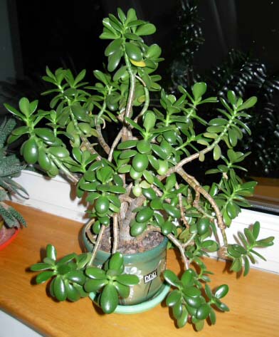 The Jade Plant, Money Plant or Crassula ovata