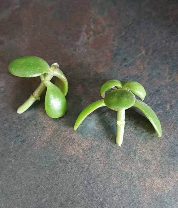 Two Jade Plant stem cuttings each ready to be planted into a pot