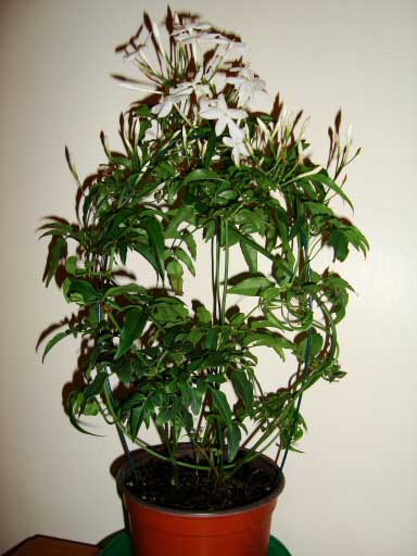 The Star or Chinese Jasmine Plant