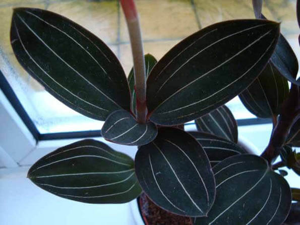 The Jewel Orchid has dark green leaves