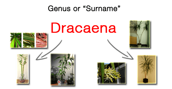 The genus of a plant's latin name is like a persons surname