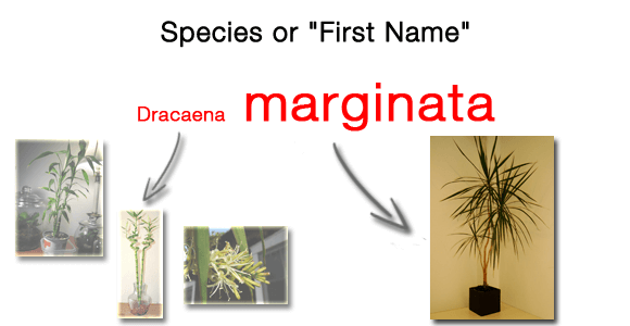 There are many species within the Dracaena genus, including marginata. The Species is like a persons First or Christian name