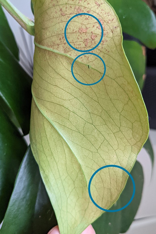 Photo of a leaf showing live Thrips and damage on a Monstera leaf