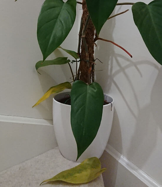 A Philodendron houseplant will surrive in low light, but this one is showing the affects of too little light