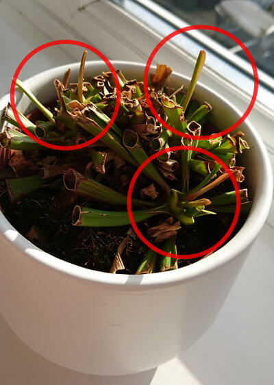 Photo showing new growth from the rhizome after the Pitcher Plant has had its winter dormancy