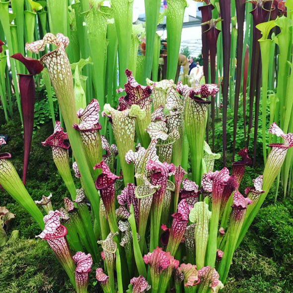 Multiple Pitcher Plants on display at the RHS Malvern Flower show 2018 care tips provided by the helpful growers