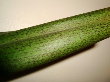 Plant Virus in an orchid leaf