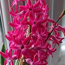 Pink Hyacinth houseplant in flower