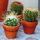 Cactus Houseplants