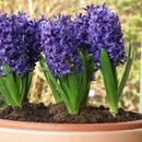 Dutch Hyacinth