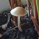 Mushroom in plant potting soil