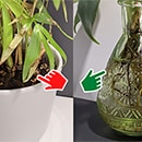 Houseplant in waterlogged soil and one in a vase of water