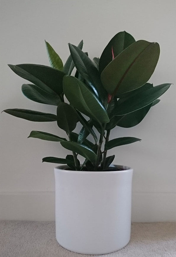 A Rubber Plant often starts off as a small houseplant but can quickly grow into a very tall plant