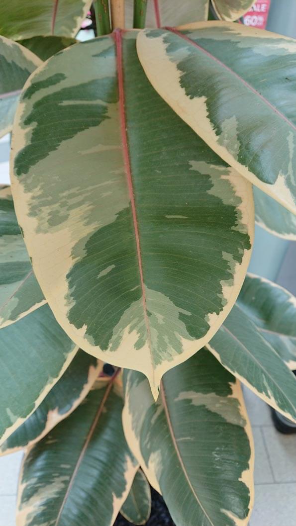 Rubber Trees can also have attractive variegation as the plant in this photo shows