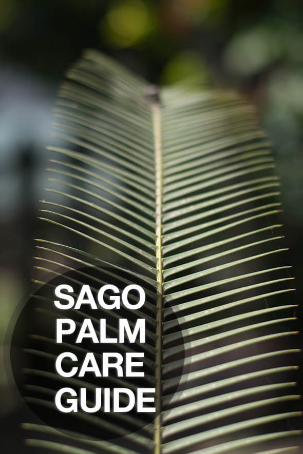 Time to learn how to correctly care for your Sago Palm with our care instructions