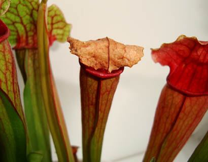 A Sarracenia Trumpet Pitcher with crispy brown leaves