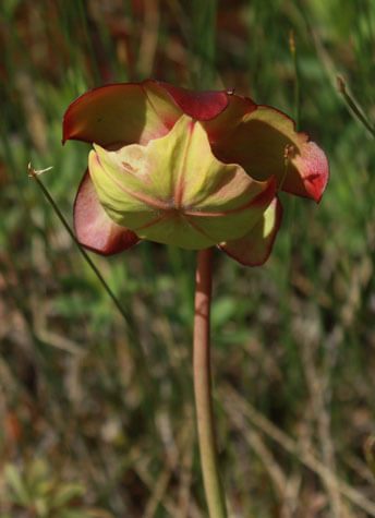 The Trumpet Pitcher flower appears in Spring