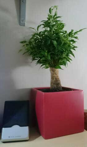A small Weeping Fig houseplant