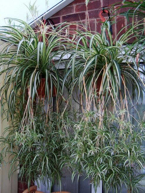 Hanging baskets containing several mature Spider Plants with lots of young babies