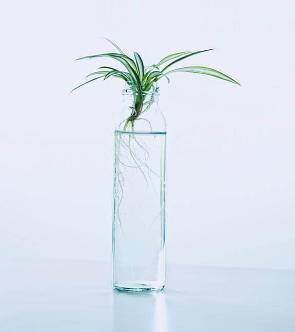 Spider Plant baby which is being rooted in water