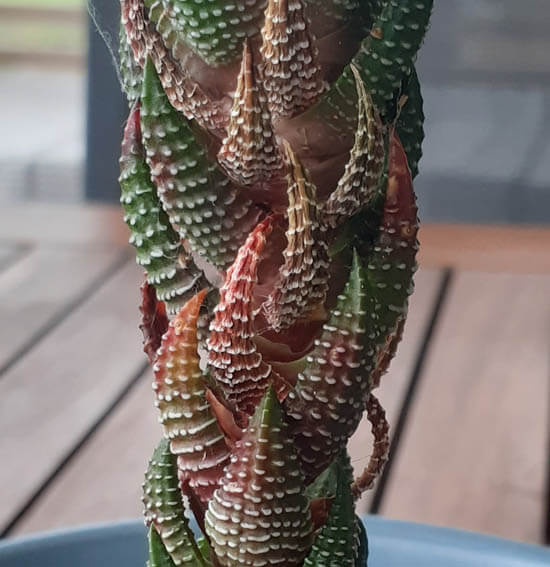 This Haworthia has had so much sunlight the leaves are burning