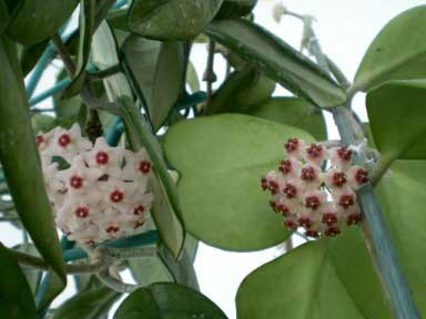 A mature Sweetheart Plant showing its contrasting red and white flowers