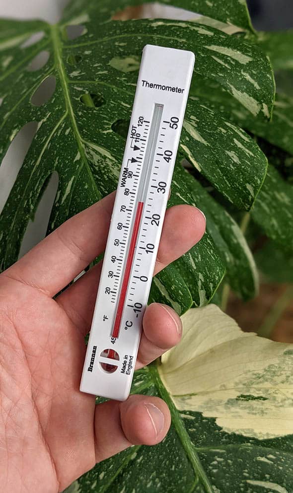 Holding a thermometer next to a monstera plant