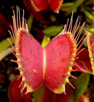 This Venus Flytrap has red leaves and traps