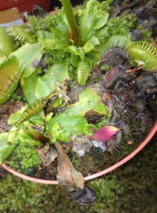 Sick and dying Venus Flytrap