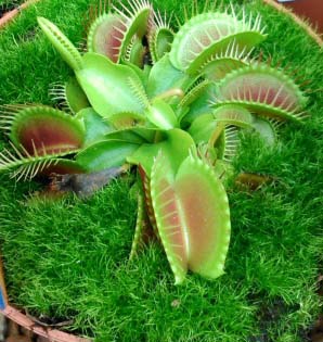 Venus Flytraps can be grown indoors by following some easy care instructions