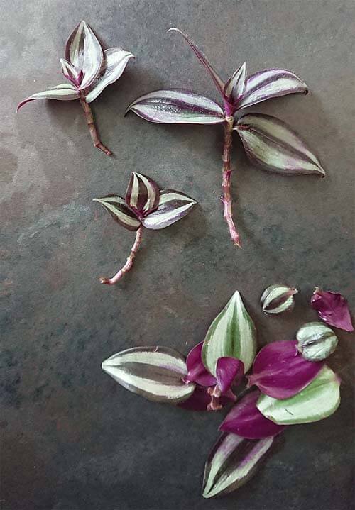 Remove the lower leaves of your Tradescantia to give it the best chance