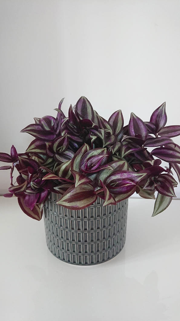 Photo of the Wandering Jew houseplant in a grey plant pot