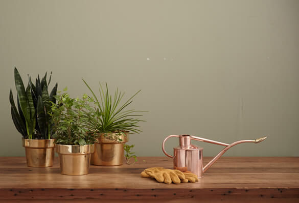 Picture showing three houseplants and a watering can